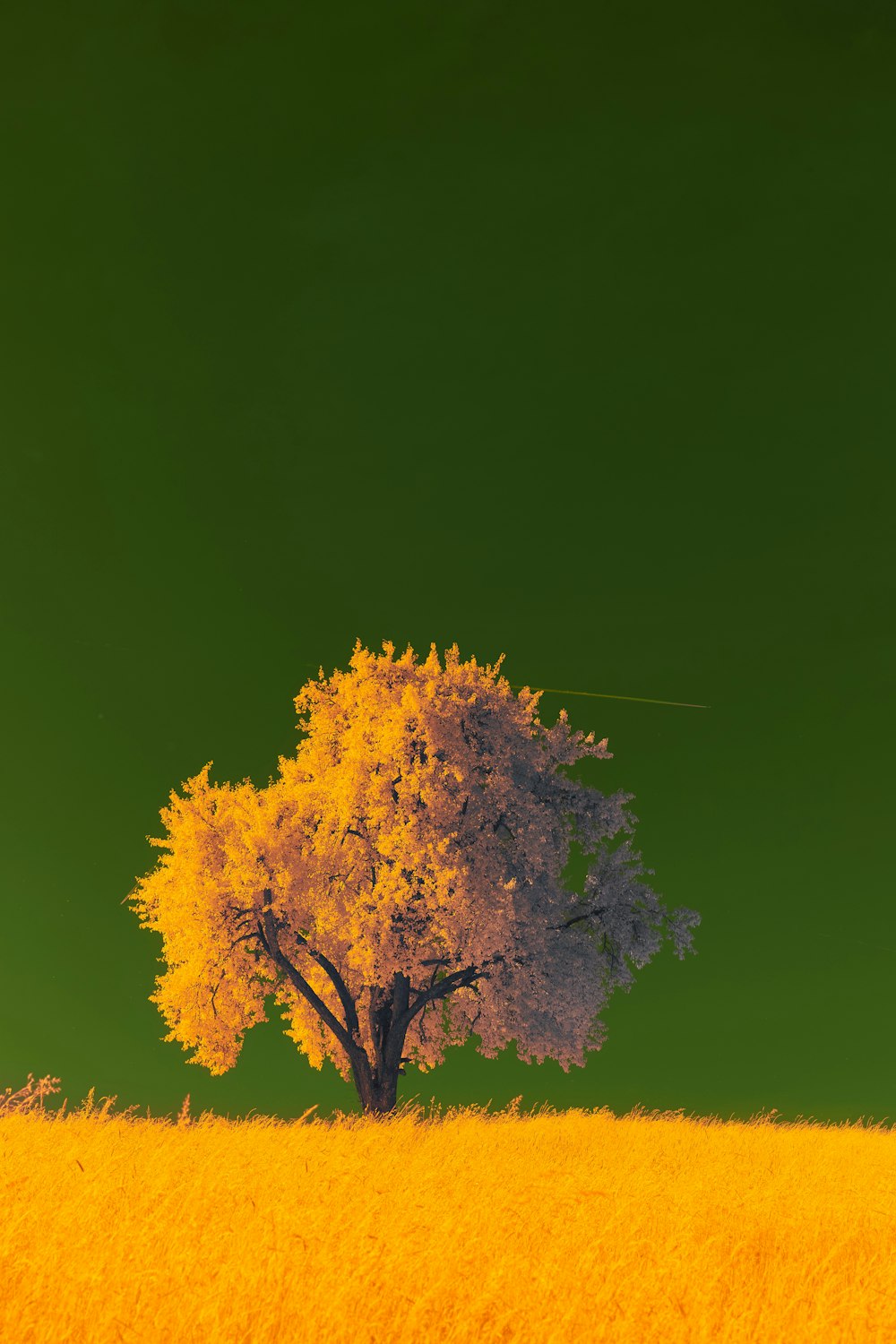 Test Melissa